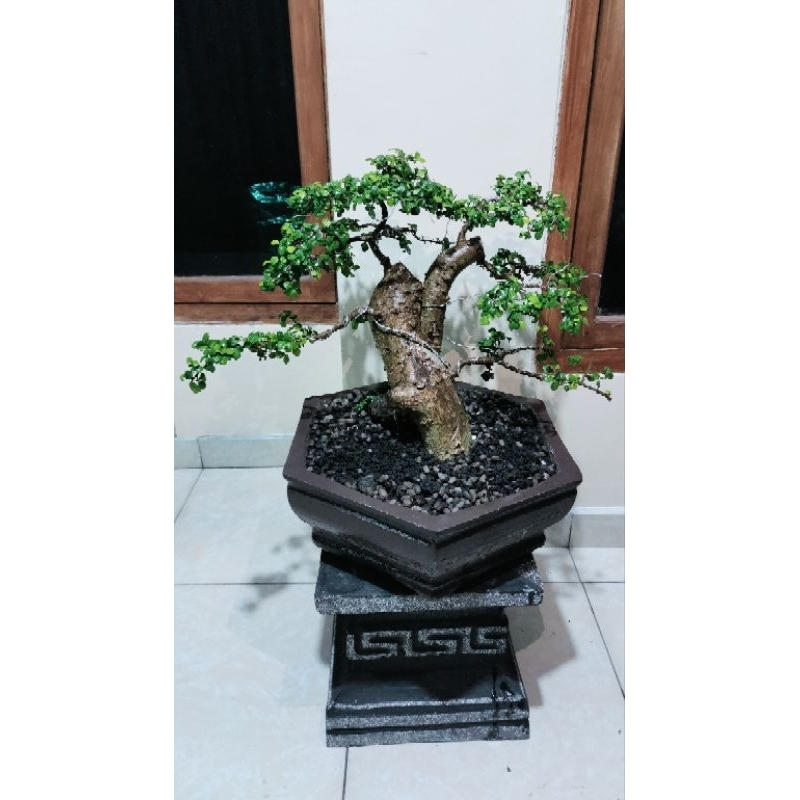bonsai serut siap pajang