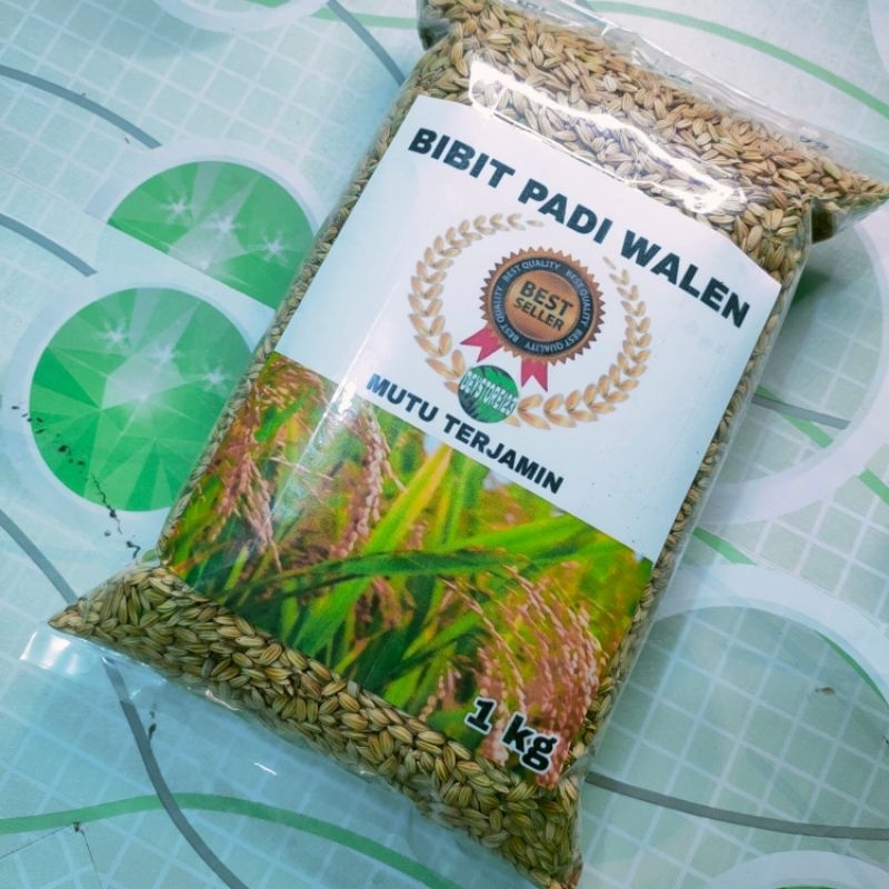 Baru Bibit padi biji kuning bulat  Benih padi walen super 1 kg