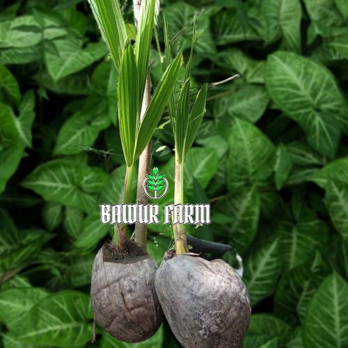 BIbit Kelapa Hibrida Varietas Puyuh F1