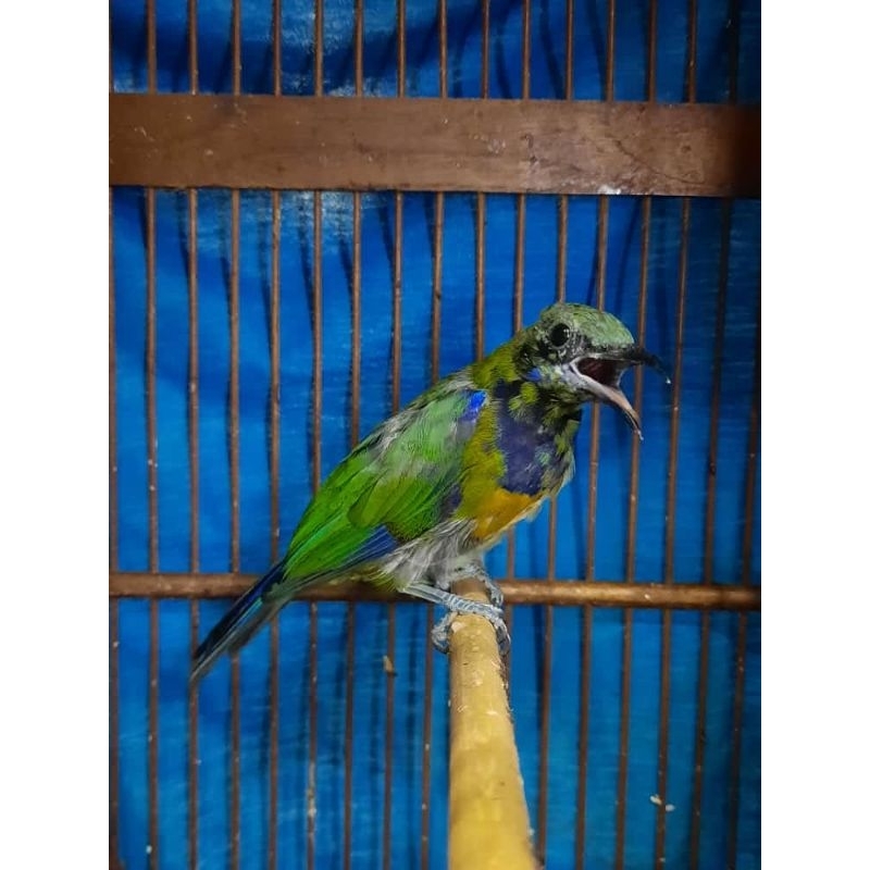 Cungko trotol rawatan rajin bunyi