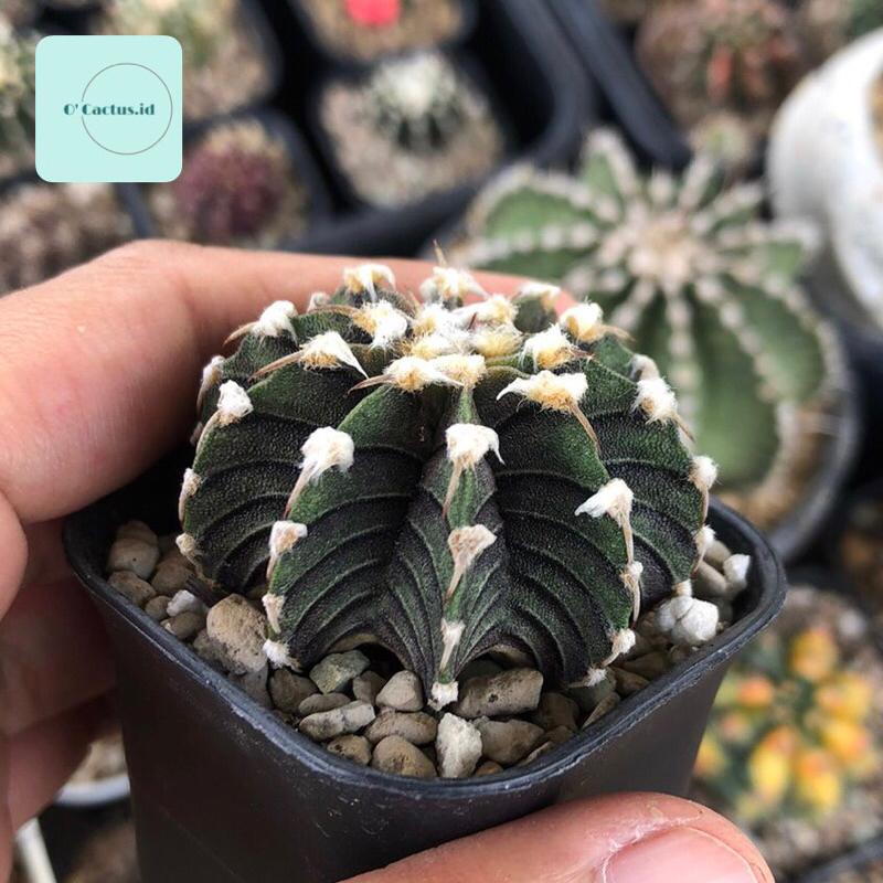 Gymnocalycium LB Vos 014 kaktus gymno vos014 rare black skin original ori kaktus tanaman hias langka