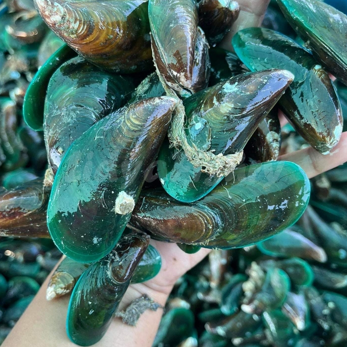 Kerang Hijau 1Kg Kerang Hijau Segar Kerang Ijo Seafood Kerang Laut Segar