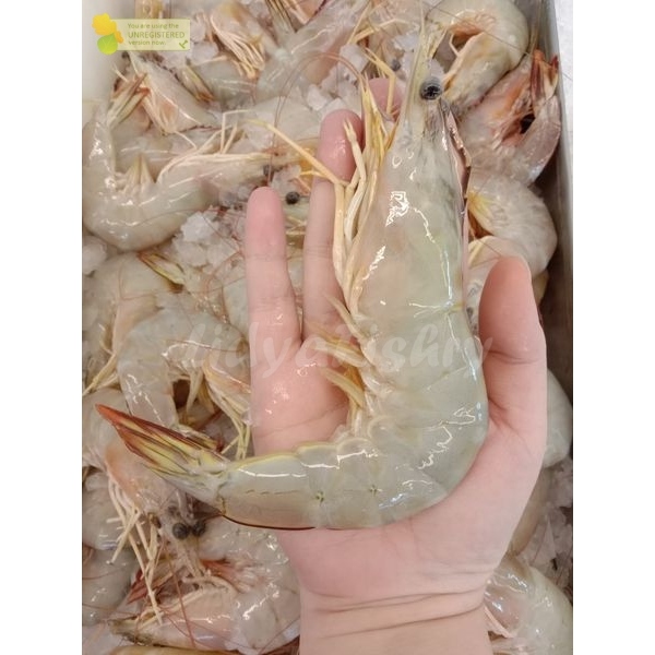 Udang Jerbung Segar Udang Laut 1Kg