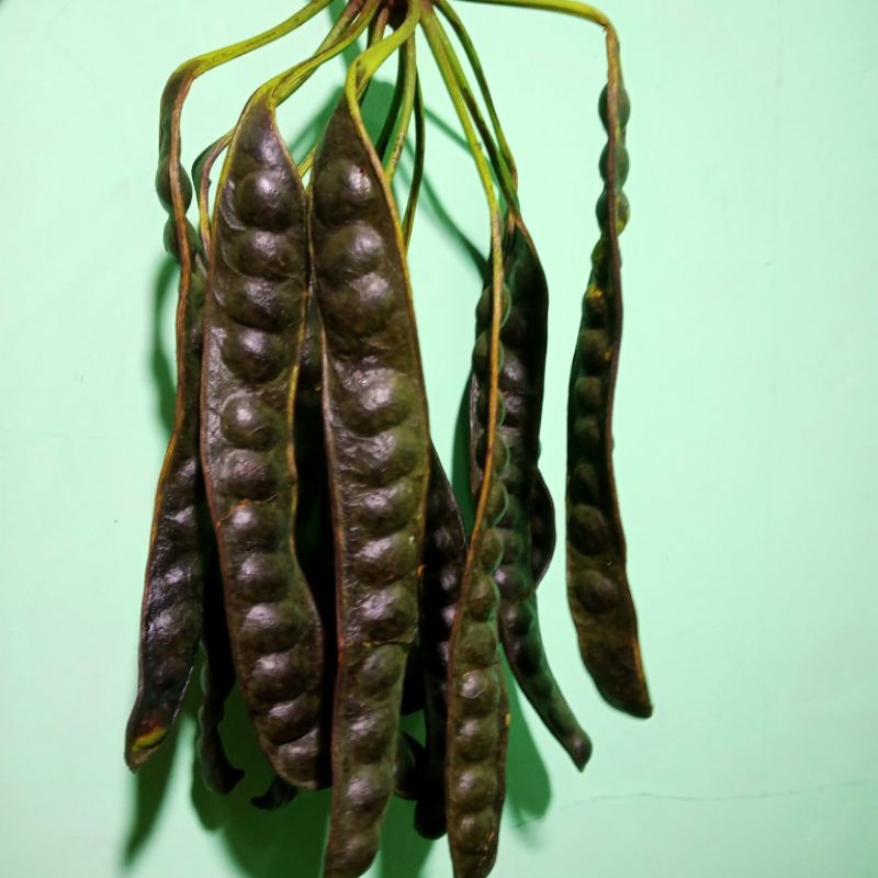 

[ COD ] Pete 15 Keris atau Papan Matang Pohon Asli Pekalongan