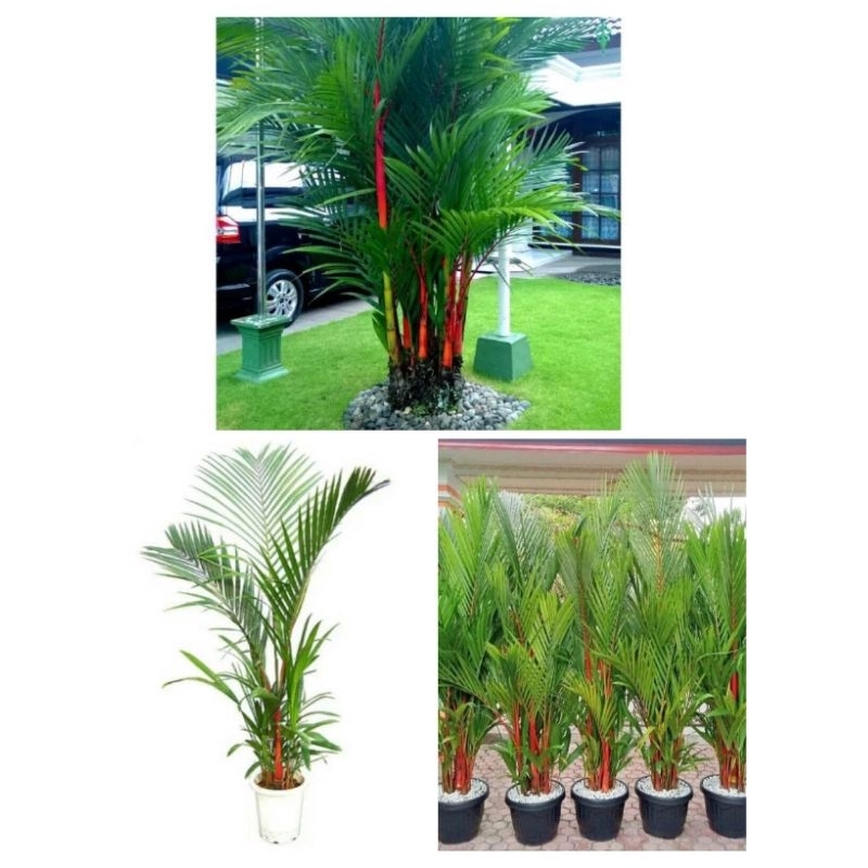 palem merah besar tinggi 1,8 - 2 meter ujung daun