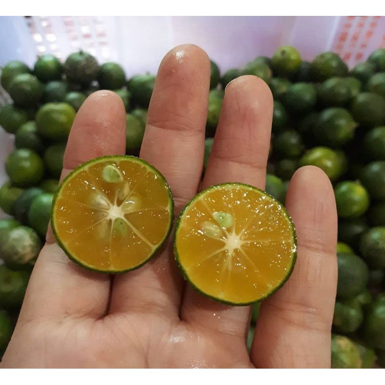 

KODE UX076 JERUK KUNCI / JERUK SONKIT / LEMON CUI / JERUK KASTURI / JERUK KALAMANASI / JERUK PONTIANAK