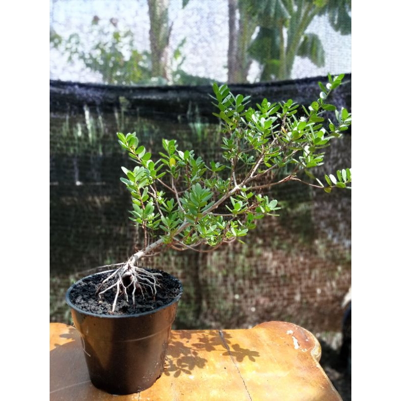 QA-12, SANTIGI KARANG MAWAR, SEMAI BIJI