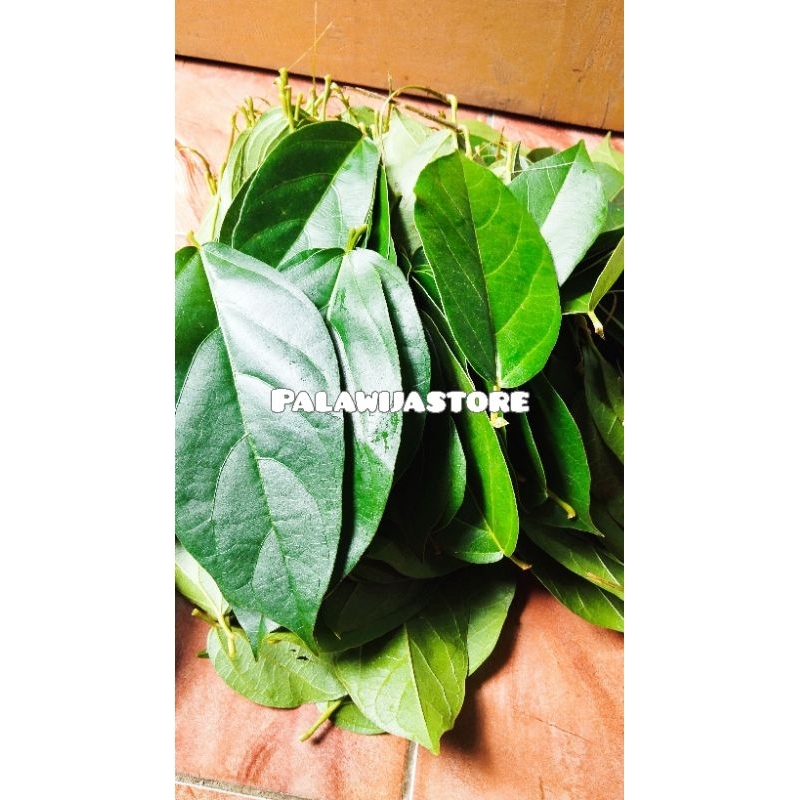 Daun cincau hijau segar daun cincau perdu 1 kg