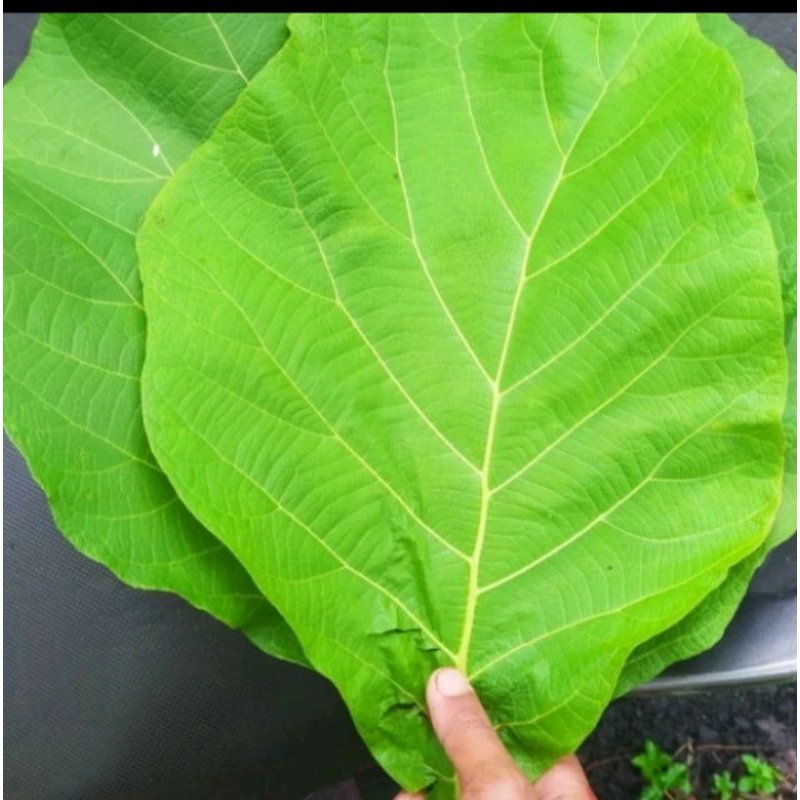 

daun jati fres untuk bungkus apa saja 1ikat 500g