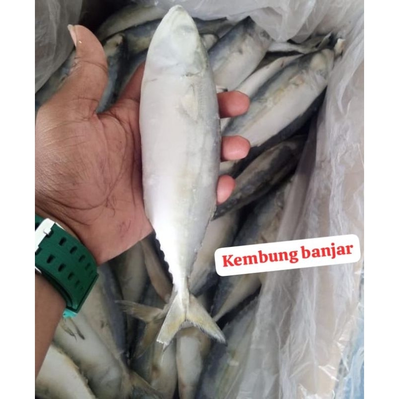 

Ikan Kembung Banjar