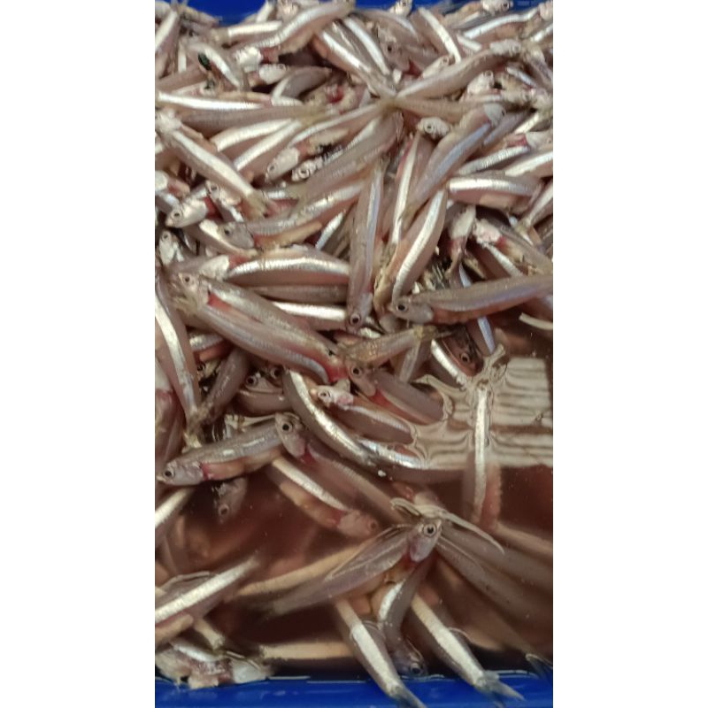 

ikan teri kuning/teri galer segar 1kg