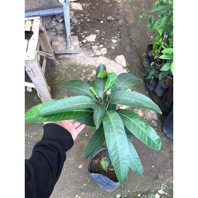 bibit pohon mangga indramayu | mangga indramayu