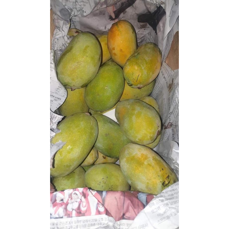 

Mangga Kweni Wangi Segar