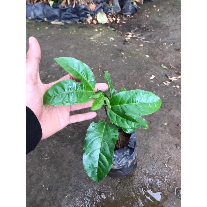 bibit tanaman markisa kuning | markisa asam