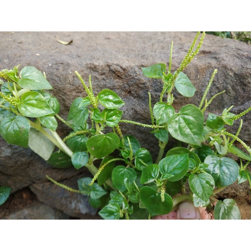 DAUN SIRIH CINA SEGAR 1 KG / SIRIH CINA / OBAT HERBAL