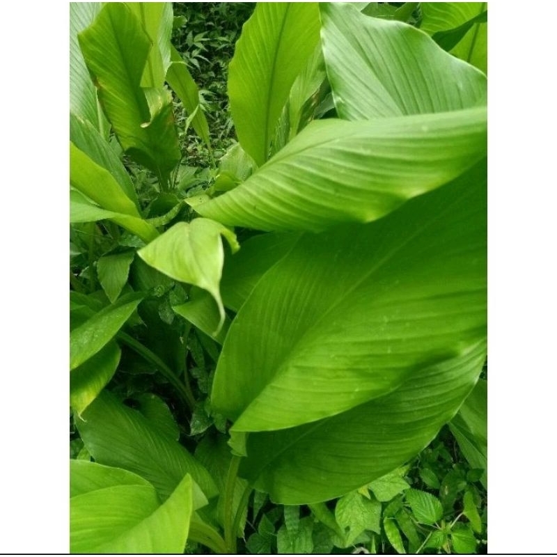 

DAUN KUNYIT SEGAR 1 KG