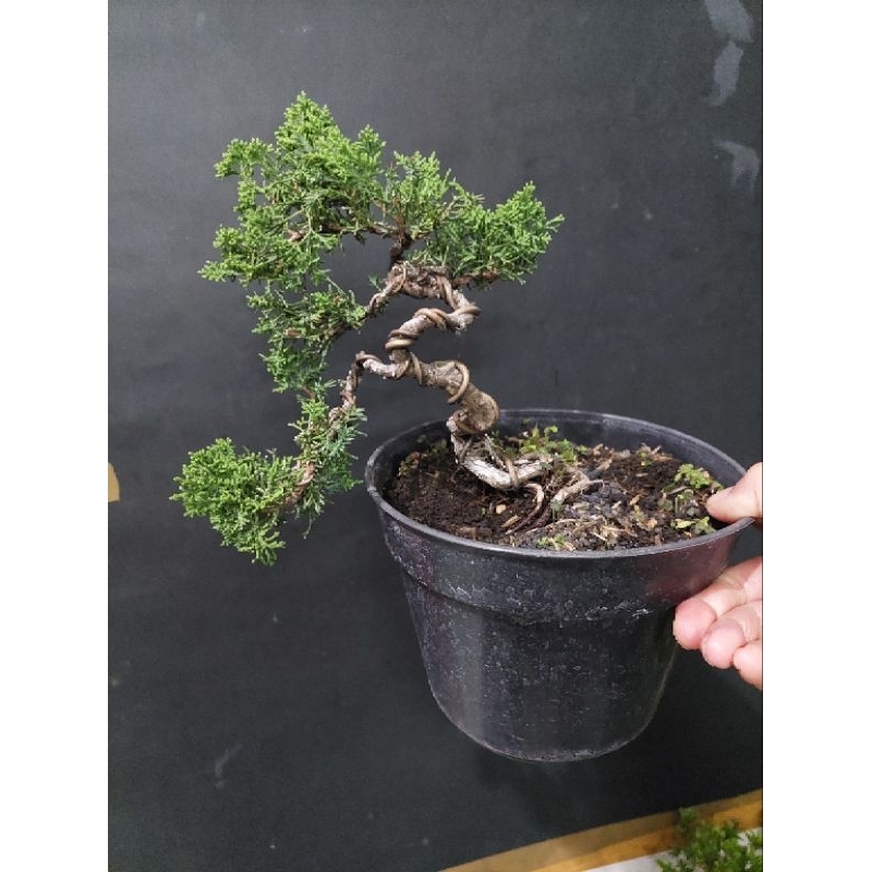 tanaman bonsai Cemara juniperus sargenti