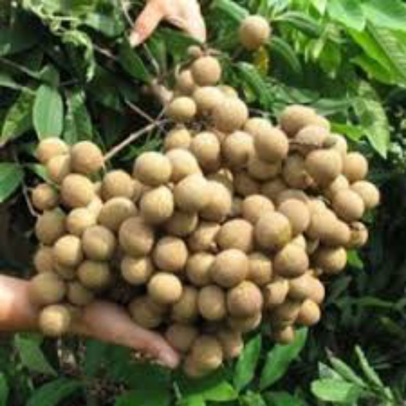 Bibit KELENGKENG DIAMON RIVER (CANGKOK)