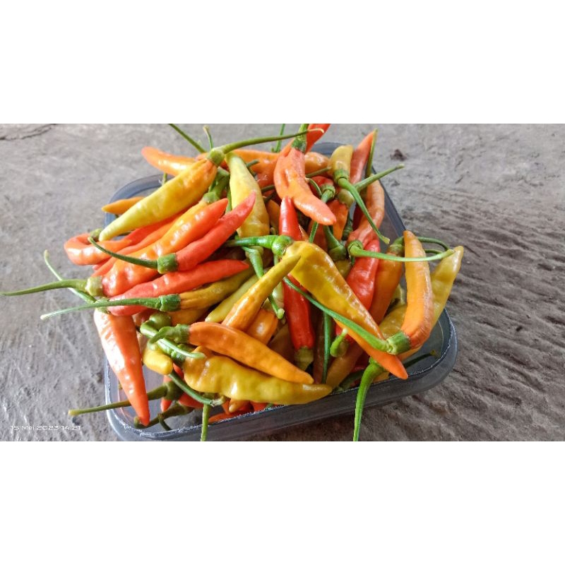 

20 biji benih cabe rawit