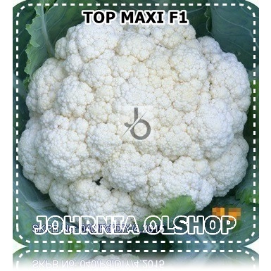 Johrnia 15 Benih Biji Kubis Bunga TOP MAXI F1