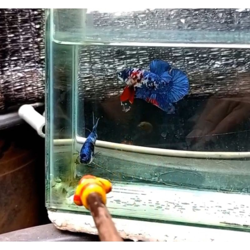 Ikan Cupang Lido/ Koi Galaksi/Pair