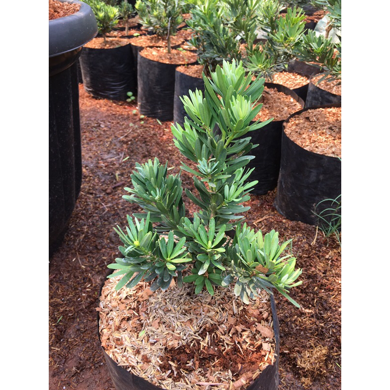 lohansung blue cincuan airbrush