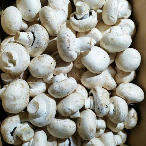 

WGHF1966 TERBARU Jamur Kancing (Champignon) / 250 gram