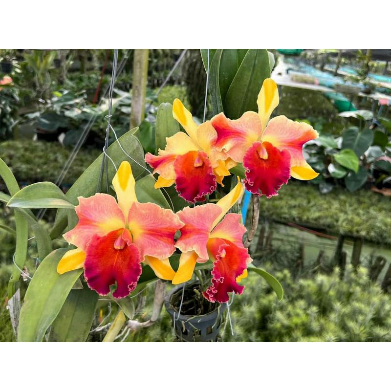 Anggrek knop cattleya Amazing Thailand Rainbow