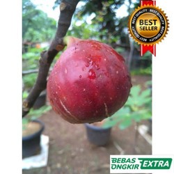 Buah TIN  Arab Asli | BIBIT CANGKOK| Cepat Berbuah | Berbuah Di Dalam Pot