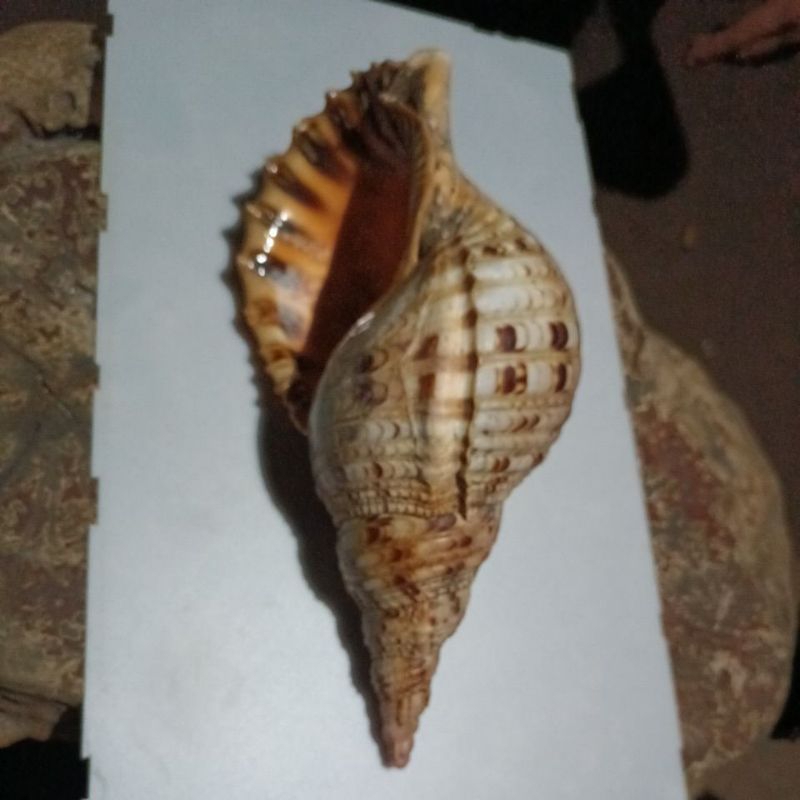 cangkang kerang Triton pajang 34cm