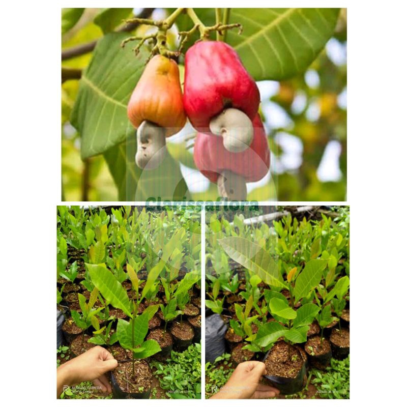 Pohon buah jambu mete / jambu Mede / jambu kacang almond