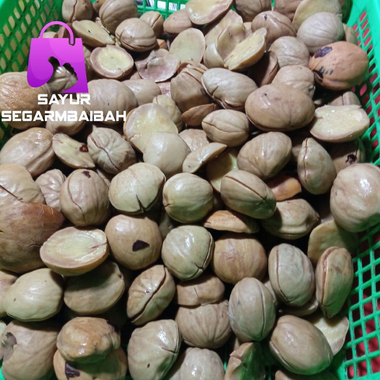 

modelTipe CUT433 jengkol rebus