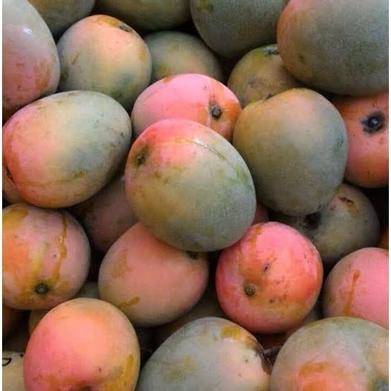

Mangga Gedong Gincu 1kg, Ready Stock Sameday Delivery Jogja