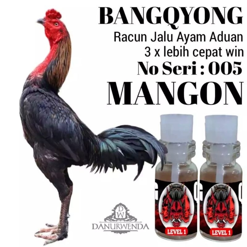 Racun ayam aduan mempercepat kemenangan Rahasia para petarung Bangkok mangon no seri 005