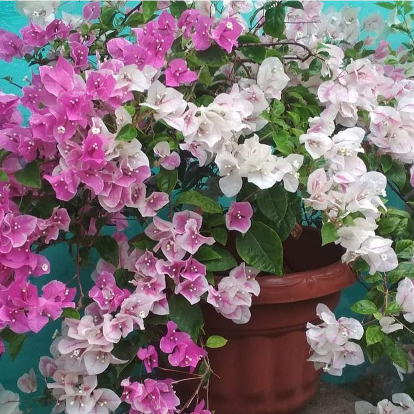 Tanaman Hias Bonsai Bugenvil Sakura Ice Cream | Bougenville Ice Cream Sakura BATANG BESAR Cepat Berb