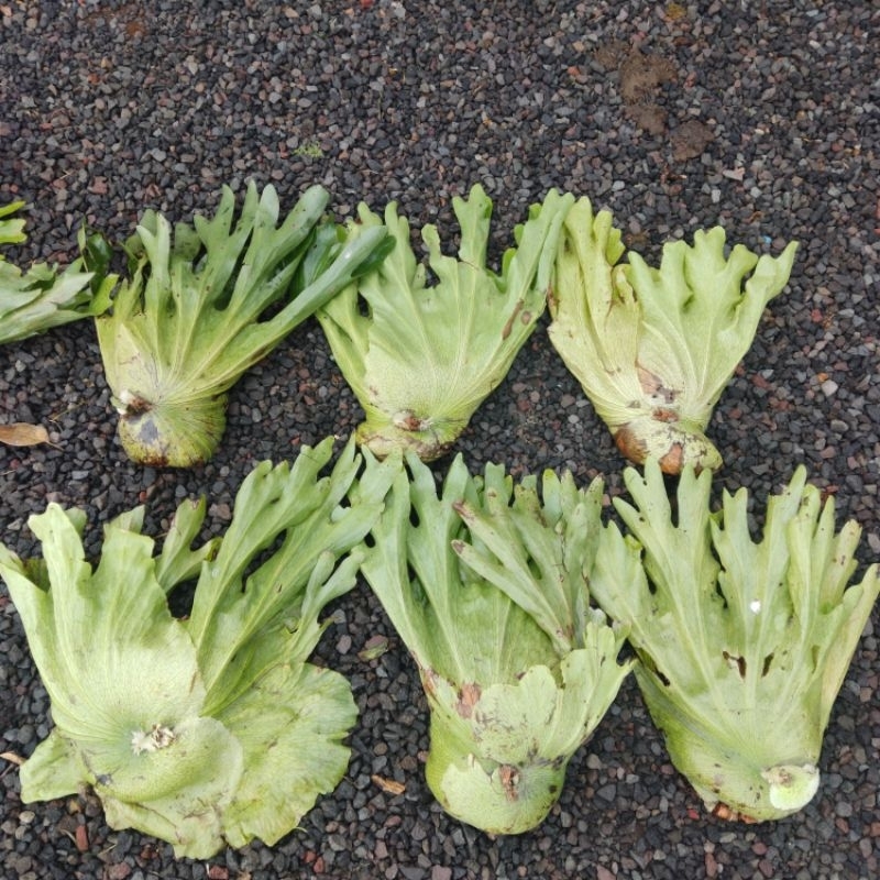 platycerium wandae cabutan 60cm -+ murah, platycerium wandae murah, simbar bali, platycerium wandae 