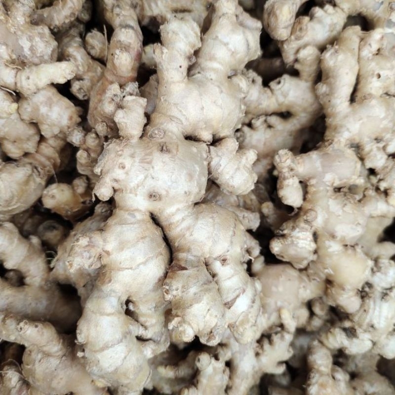 

Jahe Gajah | 500 gram fresh