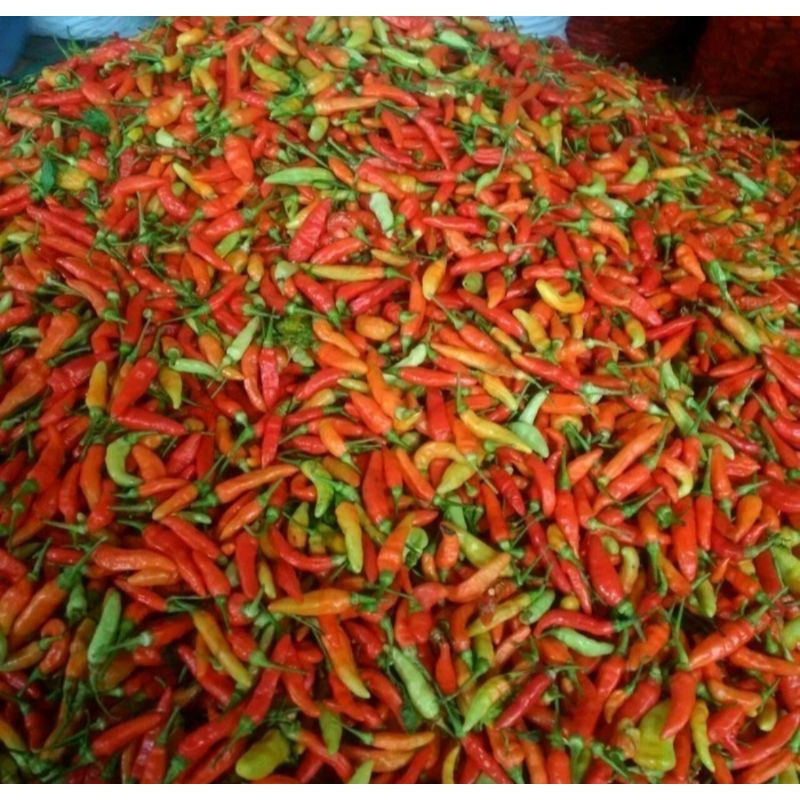 

cabe rawit setan merah segar