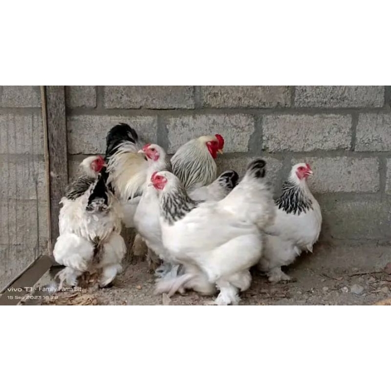 

Telur Ayam Brahman