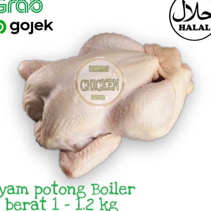 

MODEL GJB909 Ayam potong boiler karkas fresh segar berkualitas termurah 1 -1.2 kg