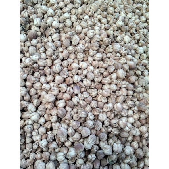

Terk1n1 kapulaga kapolaga kapol jawa kering Grosir original bersih blower 1kg Bring it back