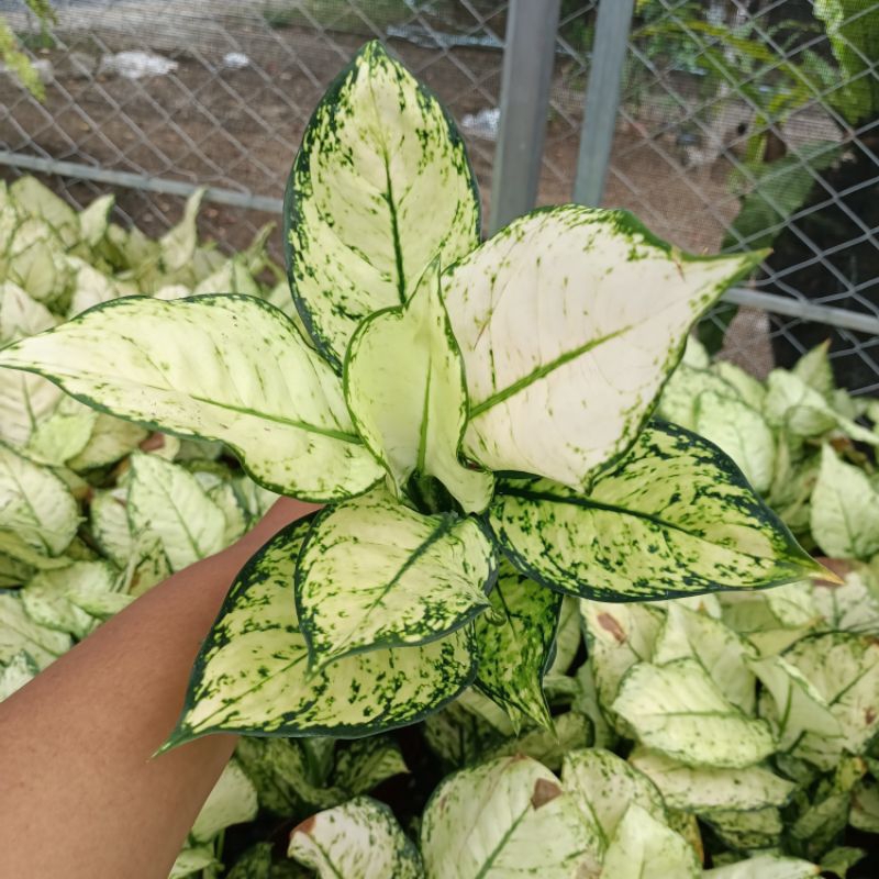Tanaman aglonema Super white/Aglonema super white murah