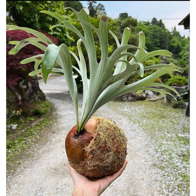 Platycerium Alcicorne Madagascar/Vassei