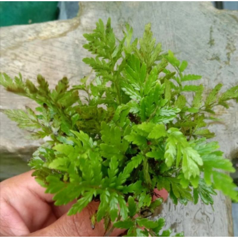 tanaman aquascape pakis boolbetis