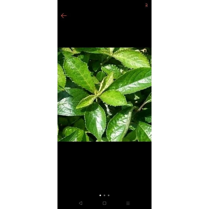

daun pecah beling original 500g asli dari bungbulang garut