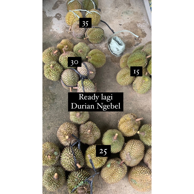 

Durian Hastin