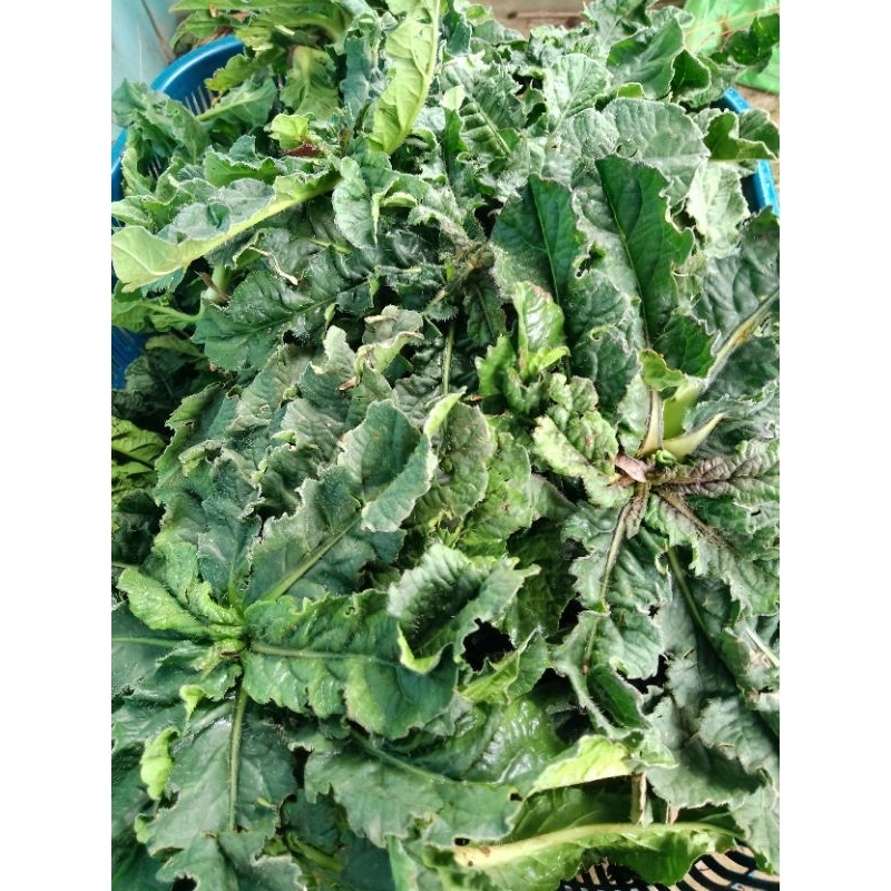 DAUN TAPAK LIMAN FRESH 500 GRAM / DAUN TAPAK LIMAN / TAPAK LIMAN