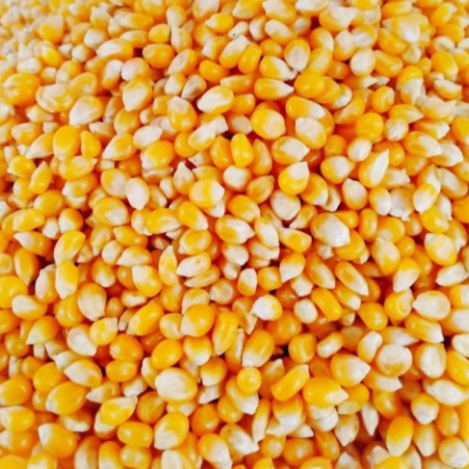 

CZKL8399 MEGA SALE Biji Jagung Popcorn Premium 1kg - Pop Corn Kernel