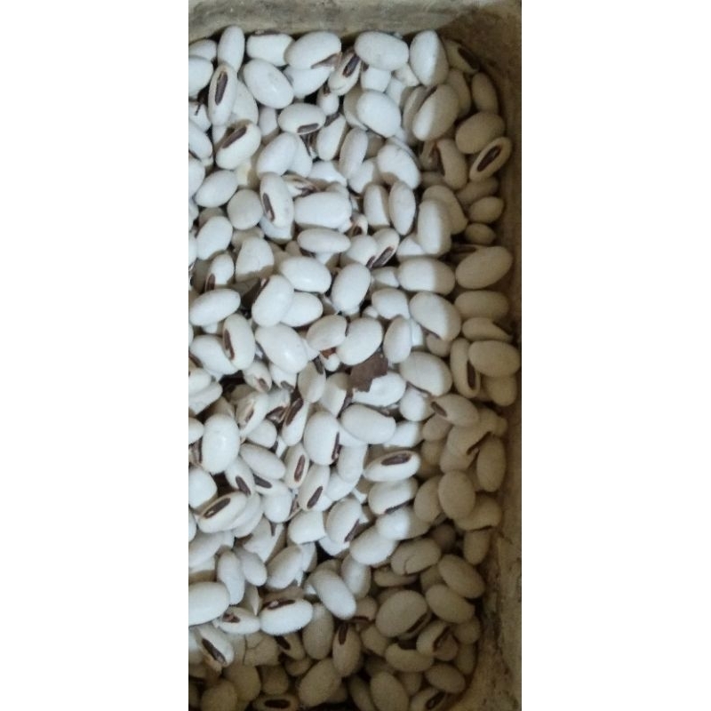 

Bibit Kacang Koro Pedang