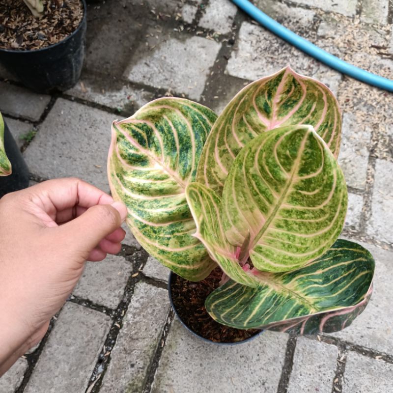 Aglonema Rinjani/Tanaman aglonema rinjani